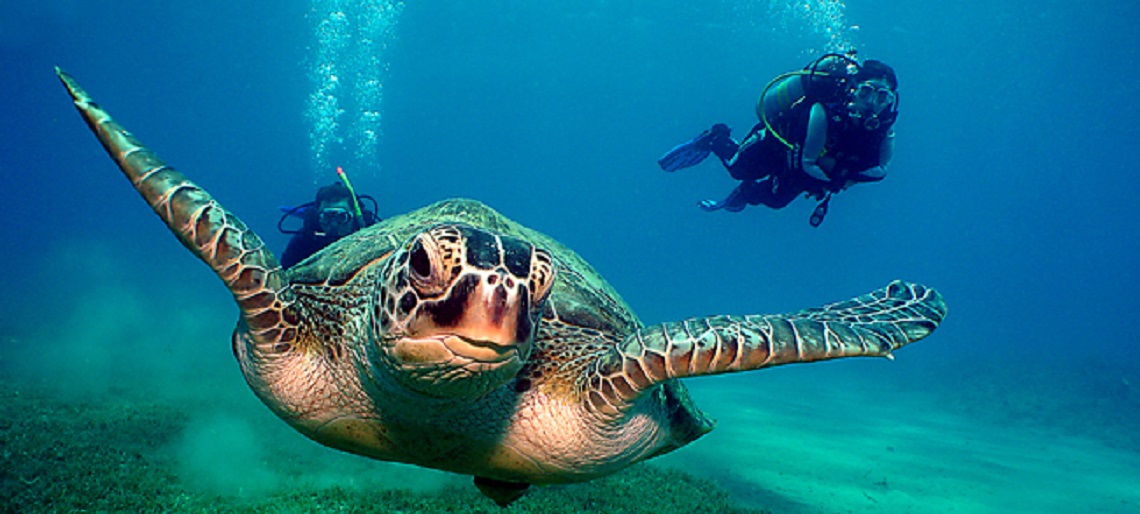 Turtle-Divers-