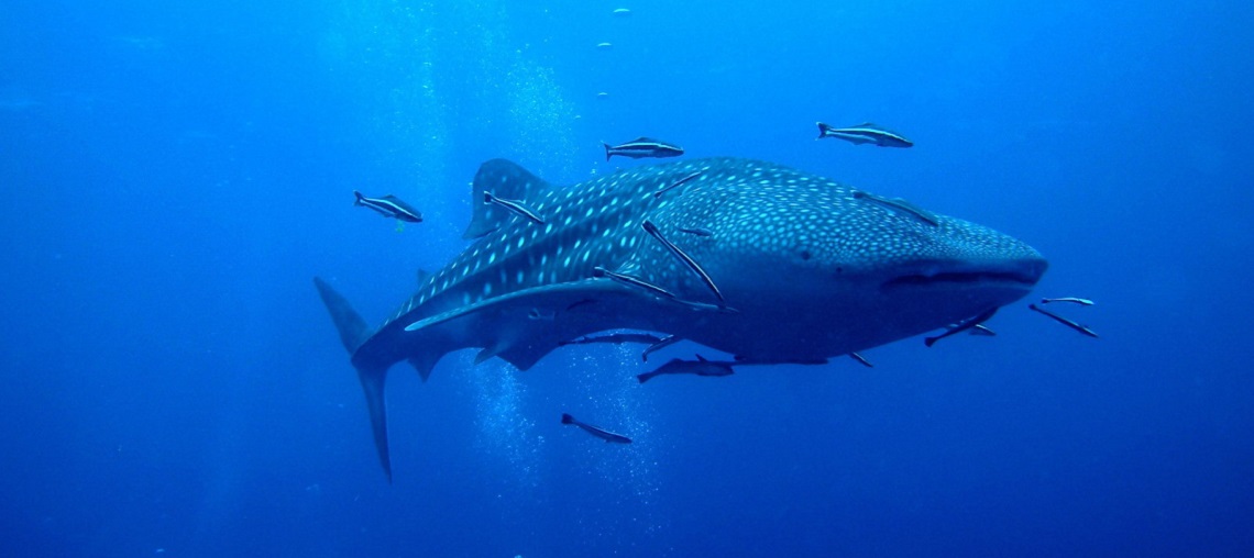 WhaleShark-with-Remora